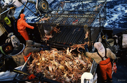 The deck crew dumps a pot on the sorting table