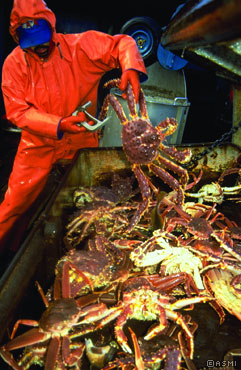 A deckhand sorts and measures king crab, keeping only legal sized males