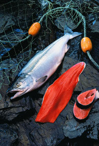 Sockeye Salmon (Red Salmon)