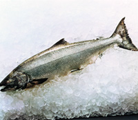 King Salmon