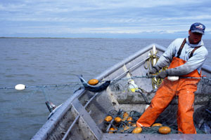 Salmon Harvest