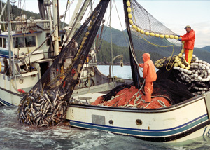 Fishermen on a purse-seine vessel pull a net full of wild Alaskan salmon.